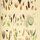 Image of Andreaea subulata Harvey ex W. J. Hooker 1840