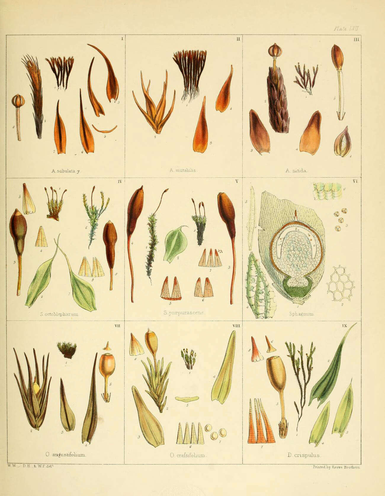 Image de Andreaea subulata Harvey ex W. J. Hooker 1840
