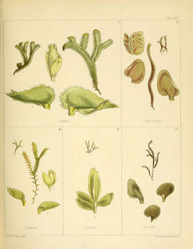 Image of Ptilidiaceae