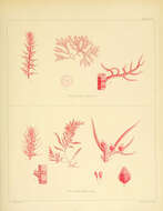 Image de Polysiphonia dumosa J. D. Hooker & Harvey 1845