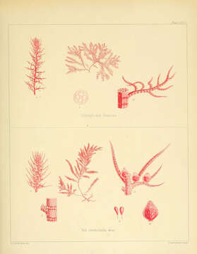 Image of Polysiphonia dumosa J. D. Hooker & Harvey 1845