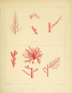 Image of Callithamnion gracile J. D. Hooker & Harvey 1845