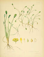 Image of Ranunculus trullifolius Hook. fil.