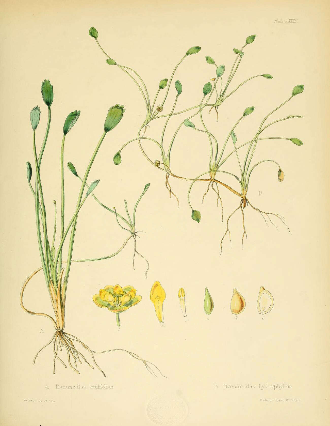 Image of Ranunculus trullifolius Hook. fil.