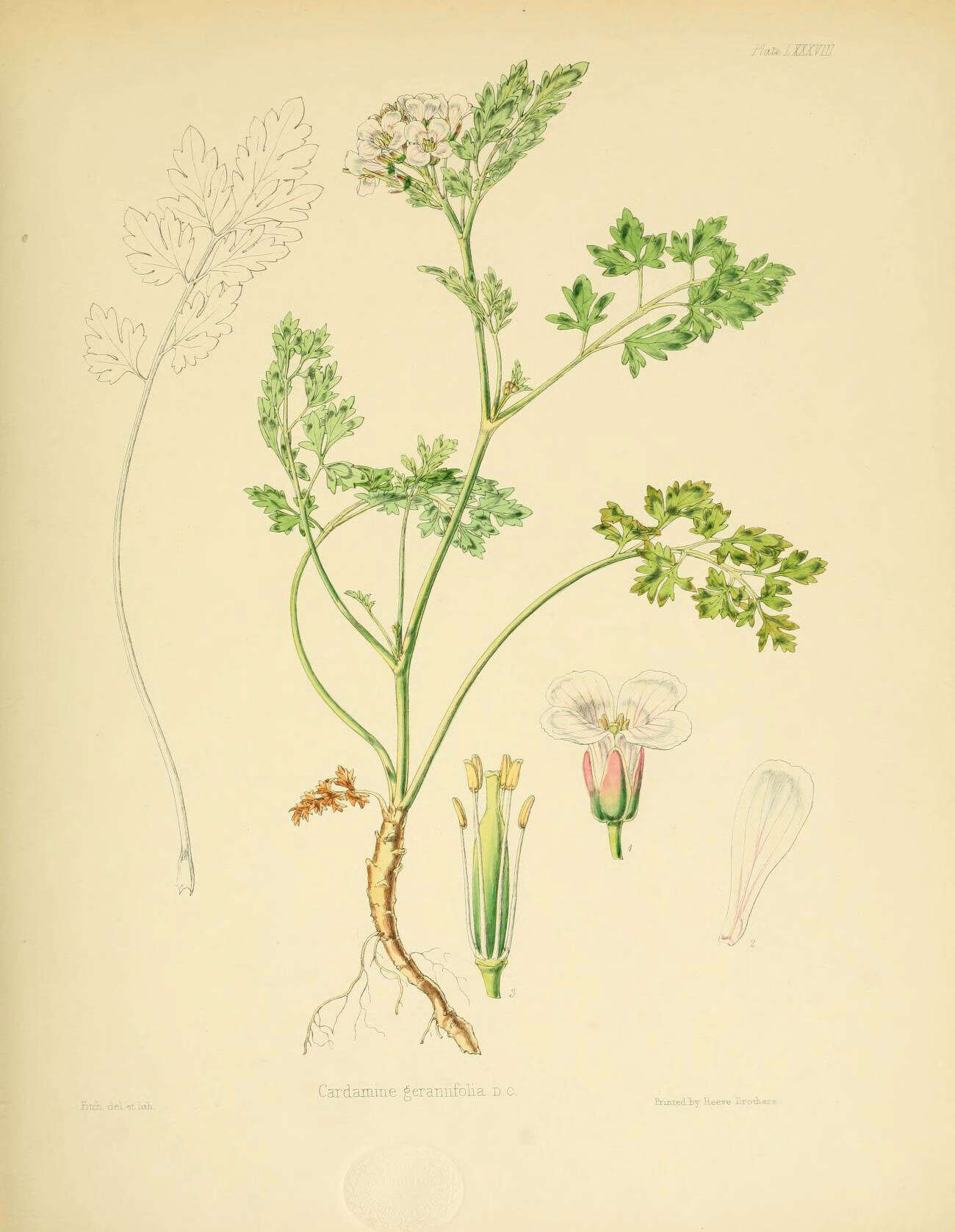 Image of Cardamine geraniifolia (Poir.) DC.