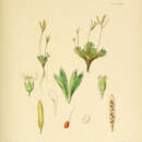 Image of Draba funiculosa Hook. fil.