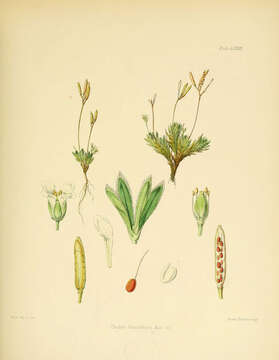 Image of Draba funiculosa Hook. fil.