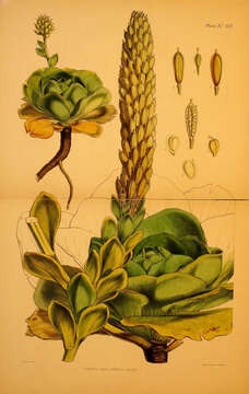 Image of kerguelen cabbage