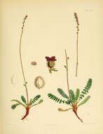 Image of Acaena pumila Vahl