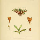 Image of Saxifraga bicuspidata Hook. fil.