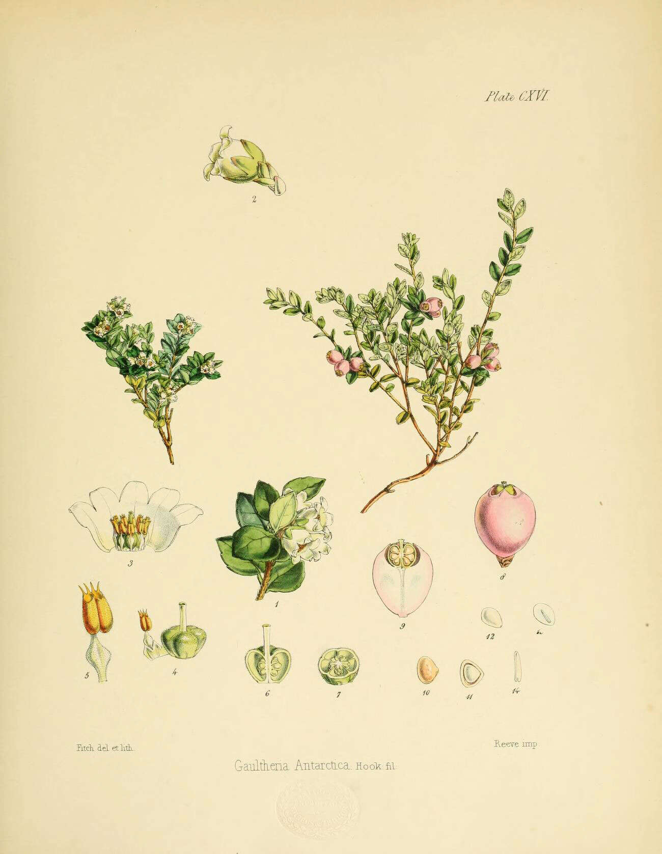 Image of Gaultheria antarctica Hook. fil.