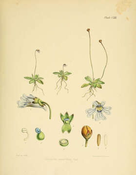 Image of Pinguicula antarctica Vahl