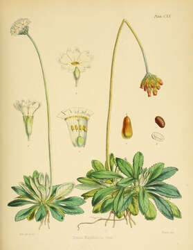 Image of Primula magellanica Lehm.