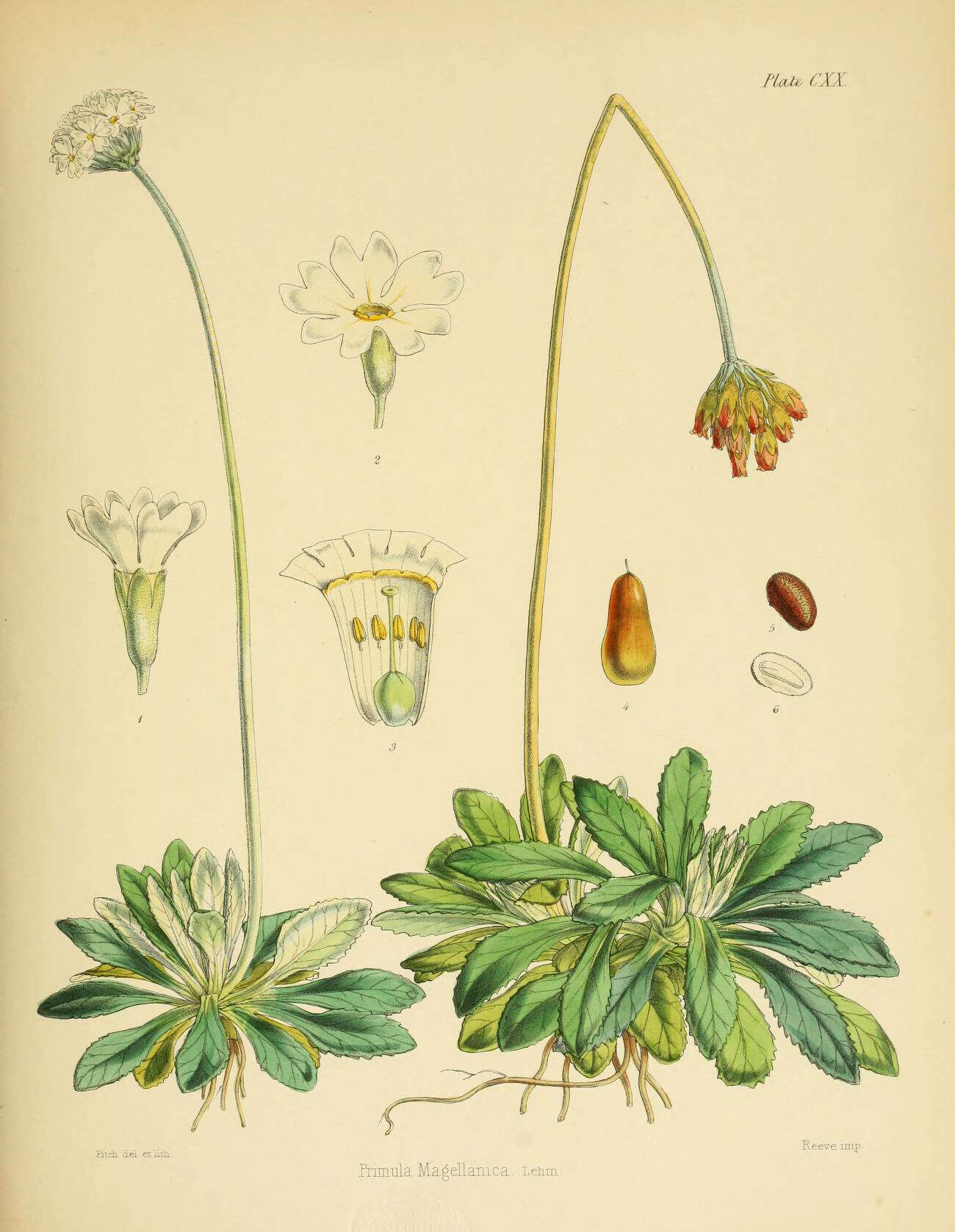 Image of Primula magellanica Lehm.