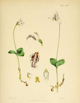 Image de Codonorchis