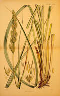Image of tussock grass