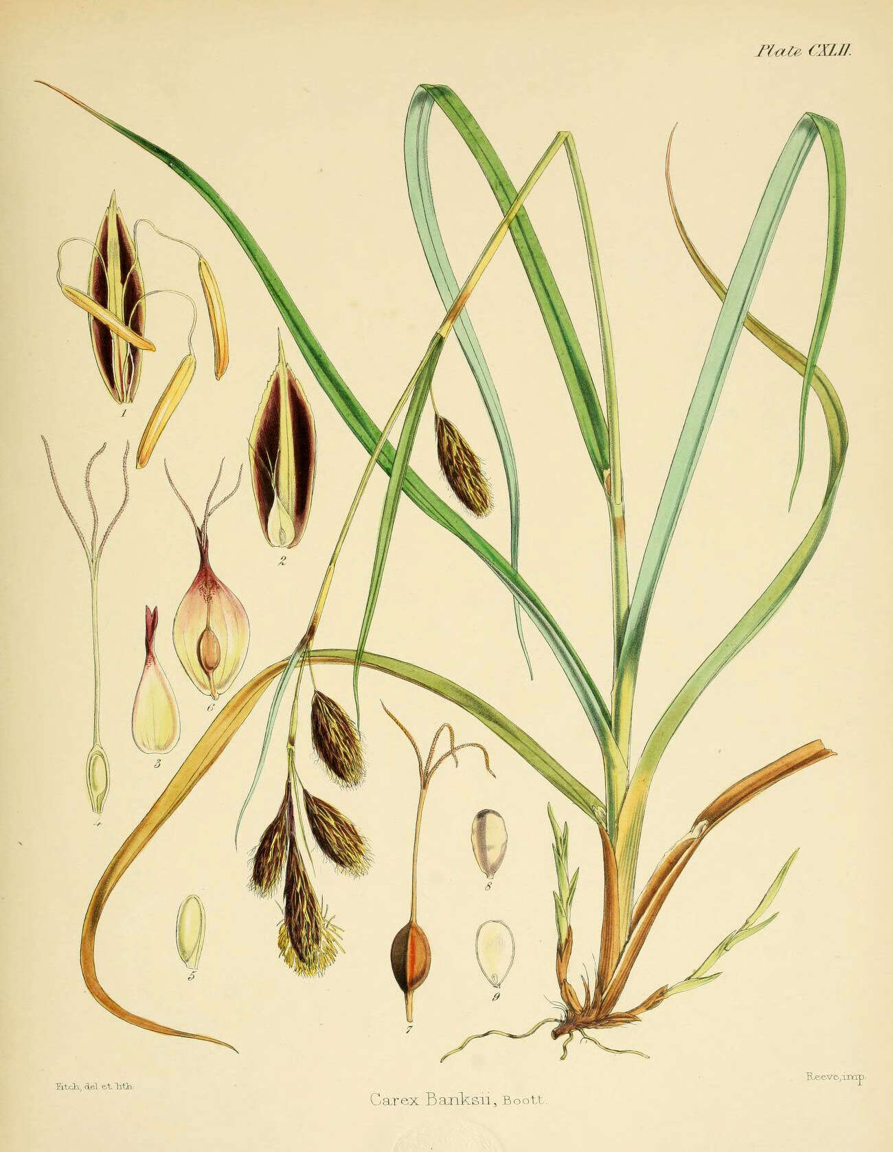 Image of Carex banksii Boott