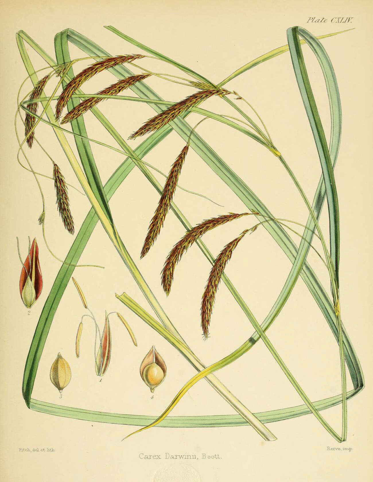 Image of Carex darwinii Boott