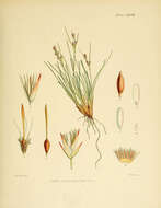 Image of Carpha schoenoides Banks & Sol. ex Hook. fil.