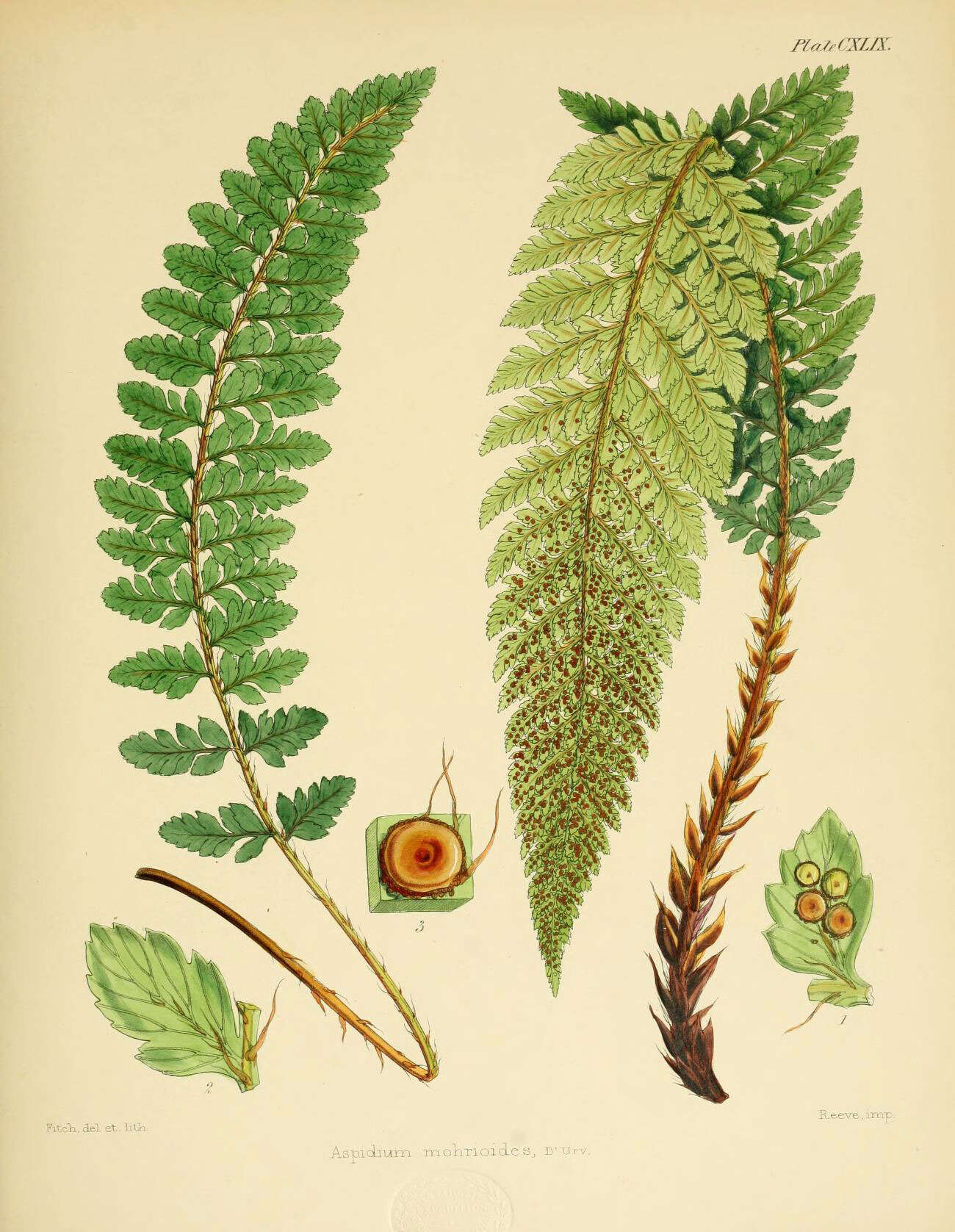 Polystichum mohrioides (Bory) K. C. Presl resmi