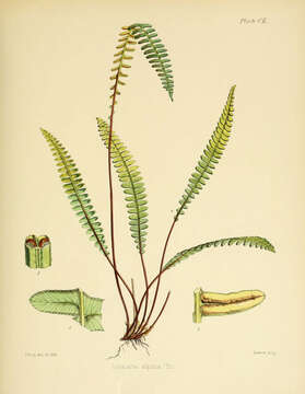 Image of Antarctic hard-fern