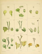 Image of Plagiochila minutula (Hook. fil. & Taylor) Gottsche, Lindenb. & Nees