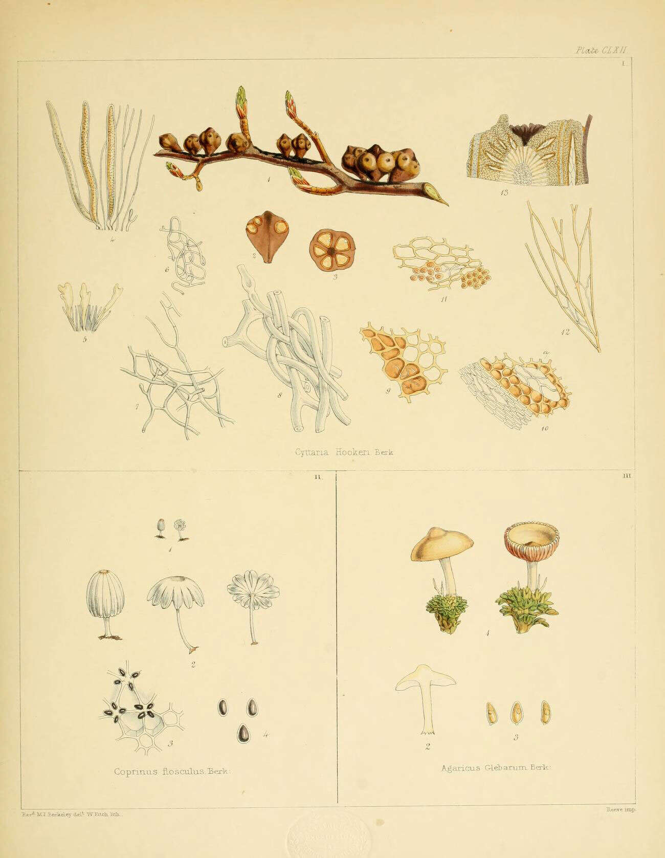 Image of Cyttaria hookeri Berk. 1847