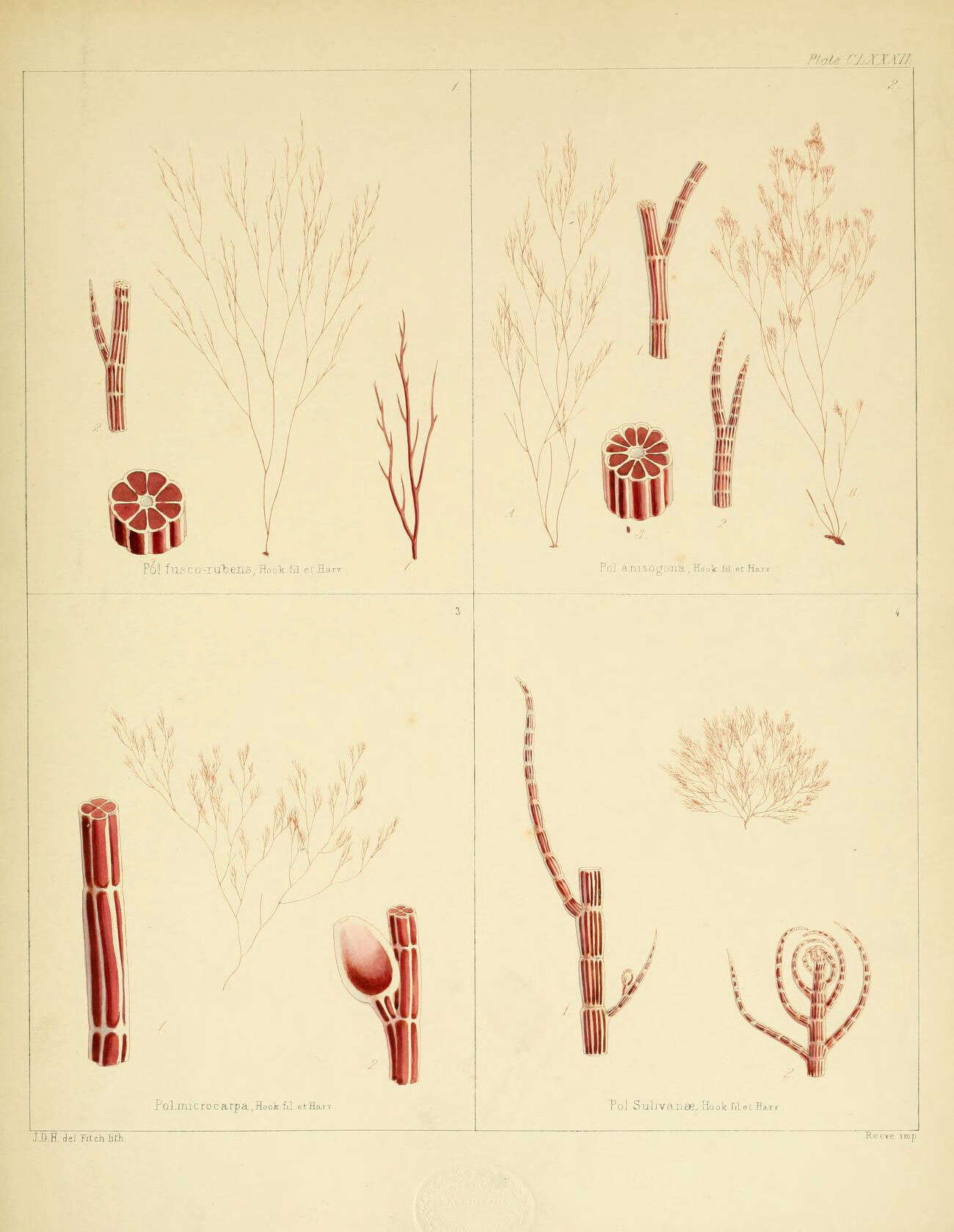 Image de Polysiphonia fuscorubens J. D. Hooker & Harvey 1847
