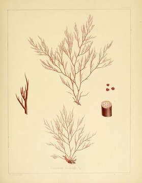 Image of Lophurella gaimardii (Gaudichaud ex C. Agardh) De Toni 1905