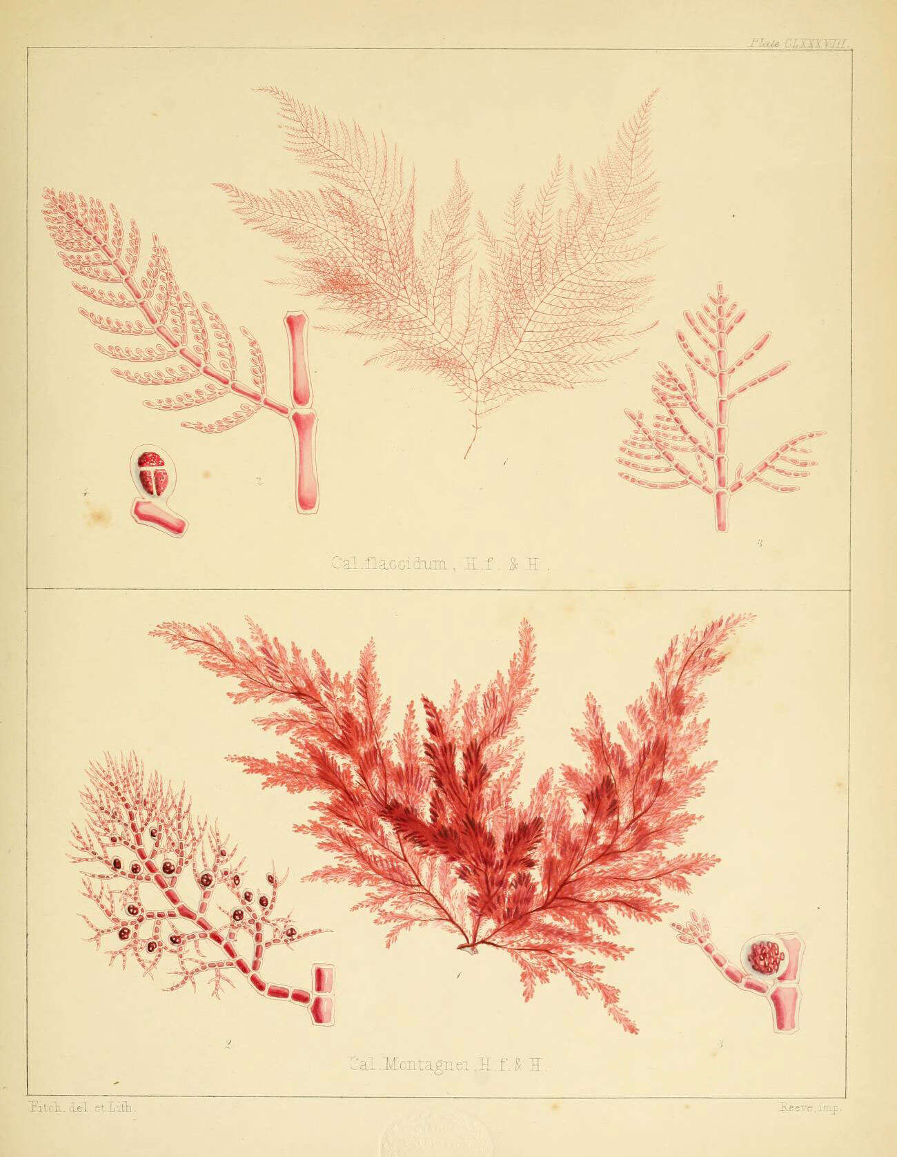 Image of Callithamnion montagnei J. D. Hooker 1847