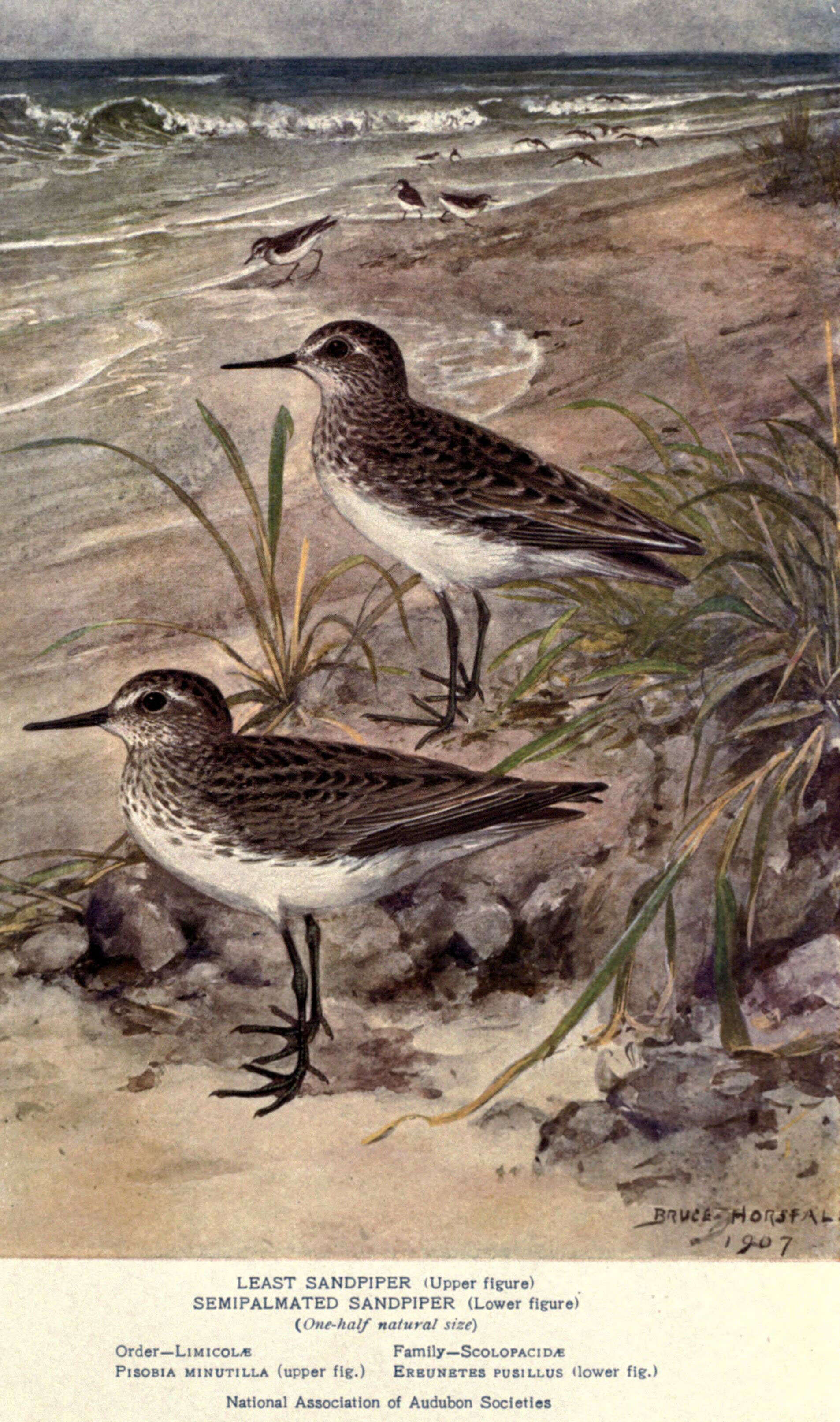 Image of Least Sandpiper