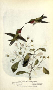 Image of Ruby-throated Hummingbird