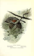 Sivun Baeolophus Cabanis 1851 kuva