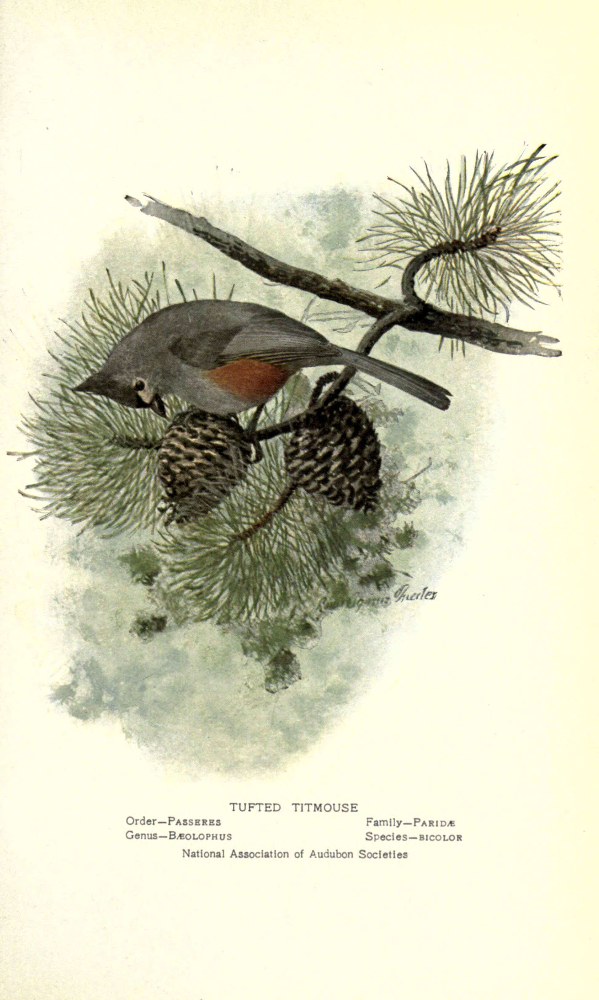 صورة Baeolophus Cabanis 1851