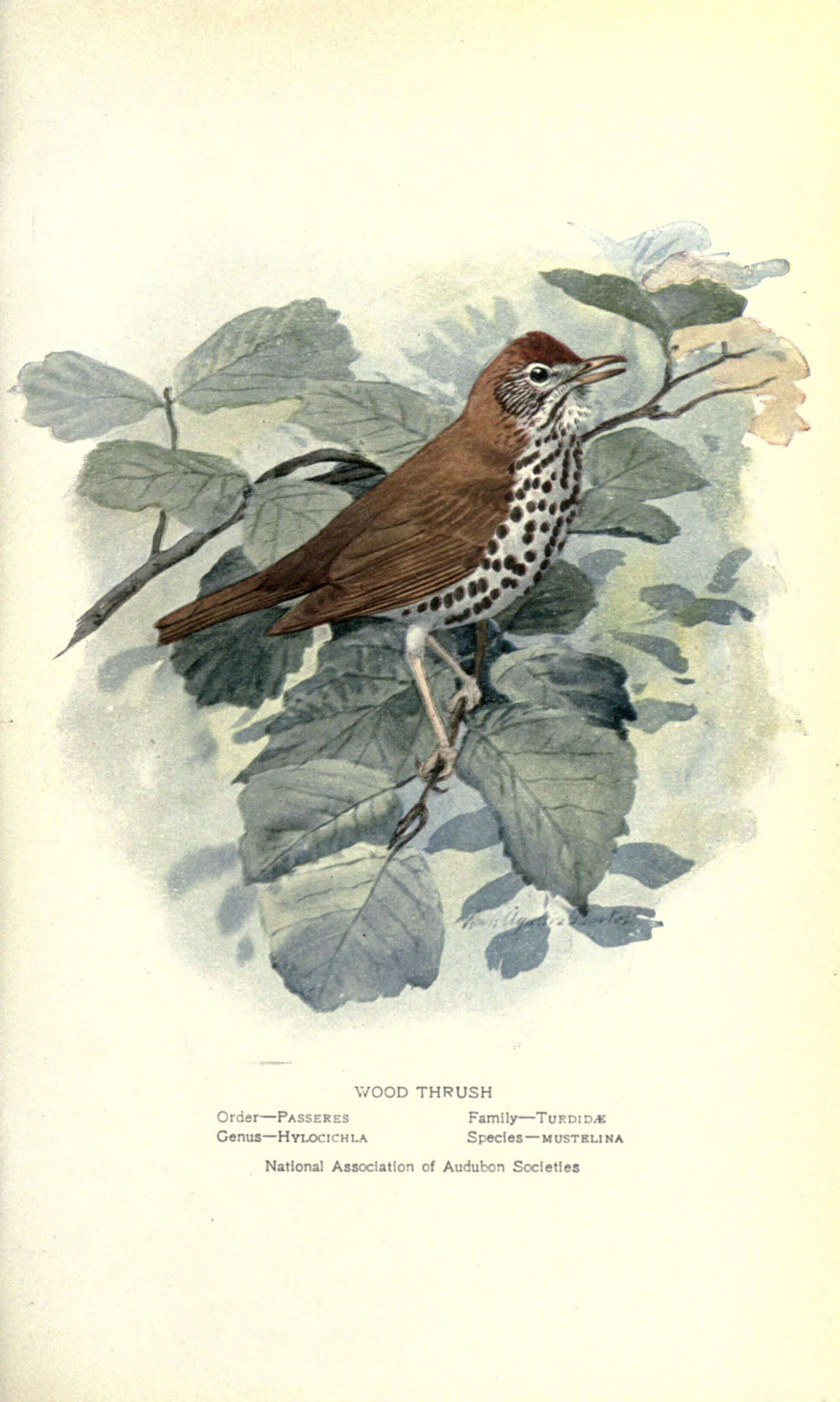Image of Hylocichla Baird & SF 1864