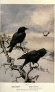 Image of American Crow