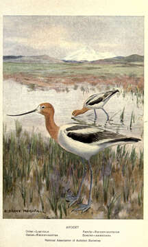 Image de Avocette