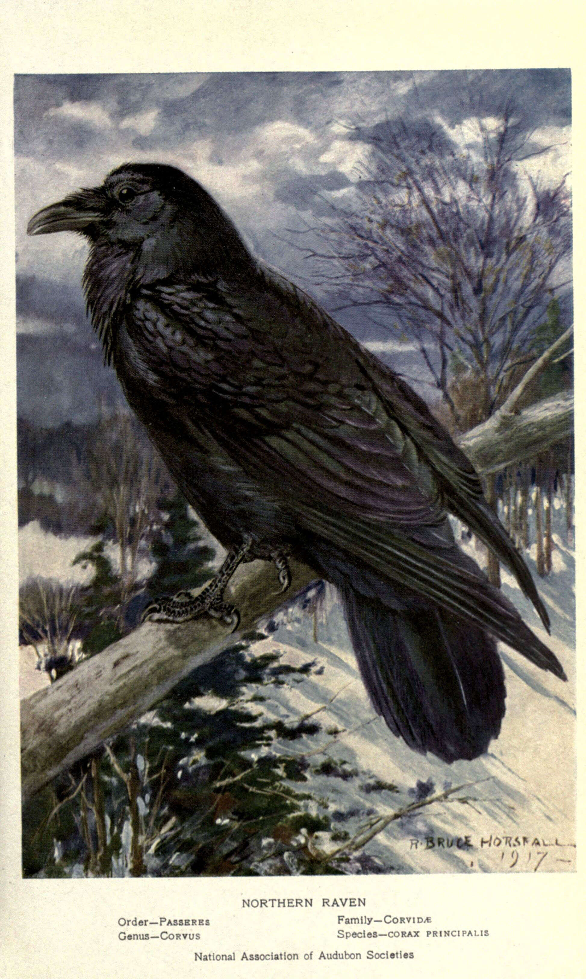 Image of Northern Raven