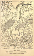 Butorides Blyth 1852 resmi