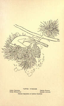 Image of Baeolophus Cabanis 1851