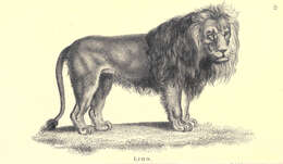 Image of Pantherinae
