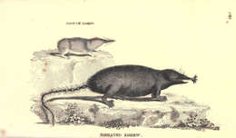 Image of pygmy shrew, lesser shrew