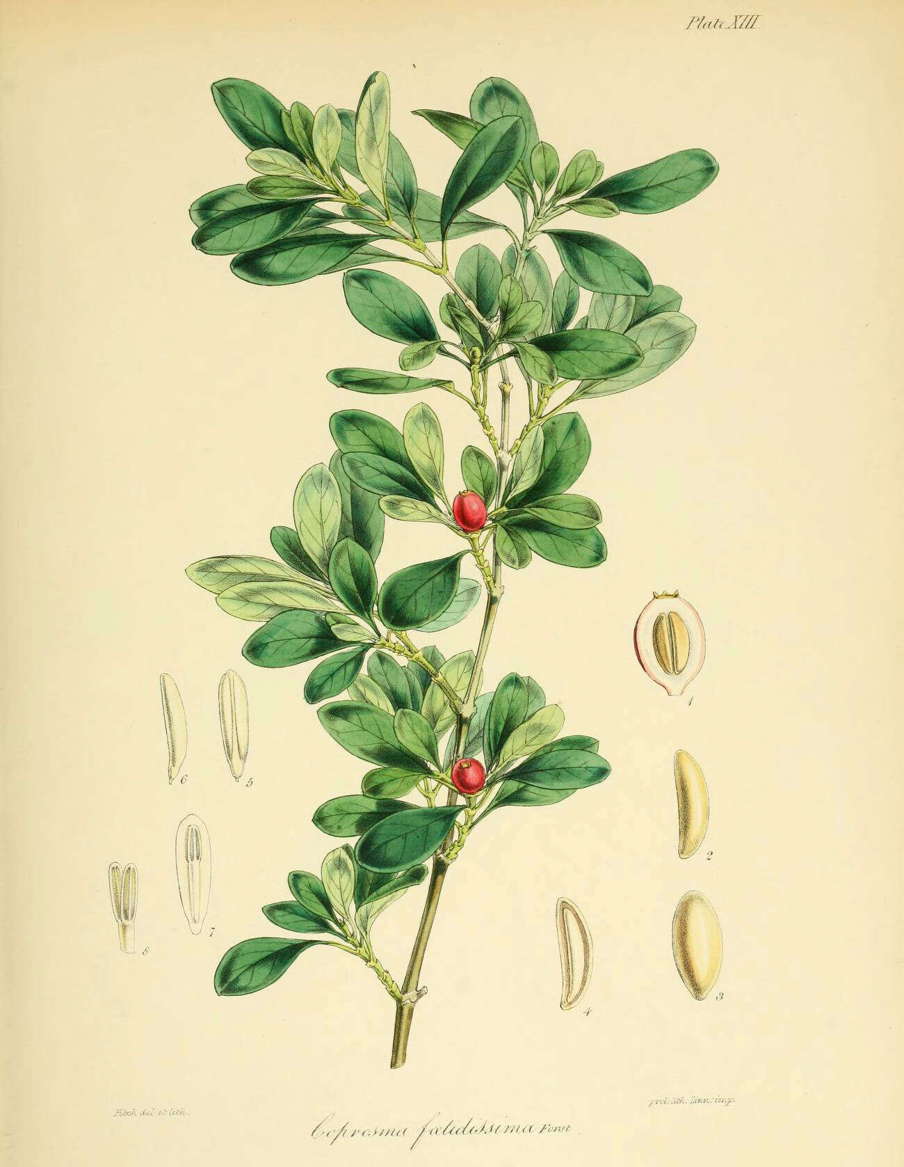 Image of Coprosma foetidissima J. R. Forst. & G. Forst.