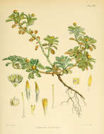 Image of Leptinella lanata Hook. fil.