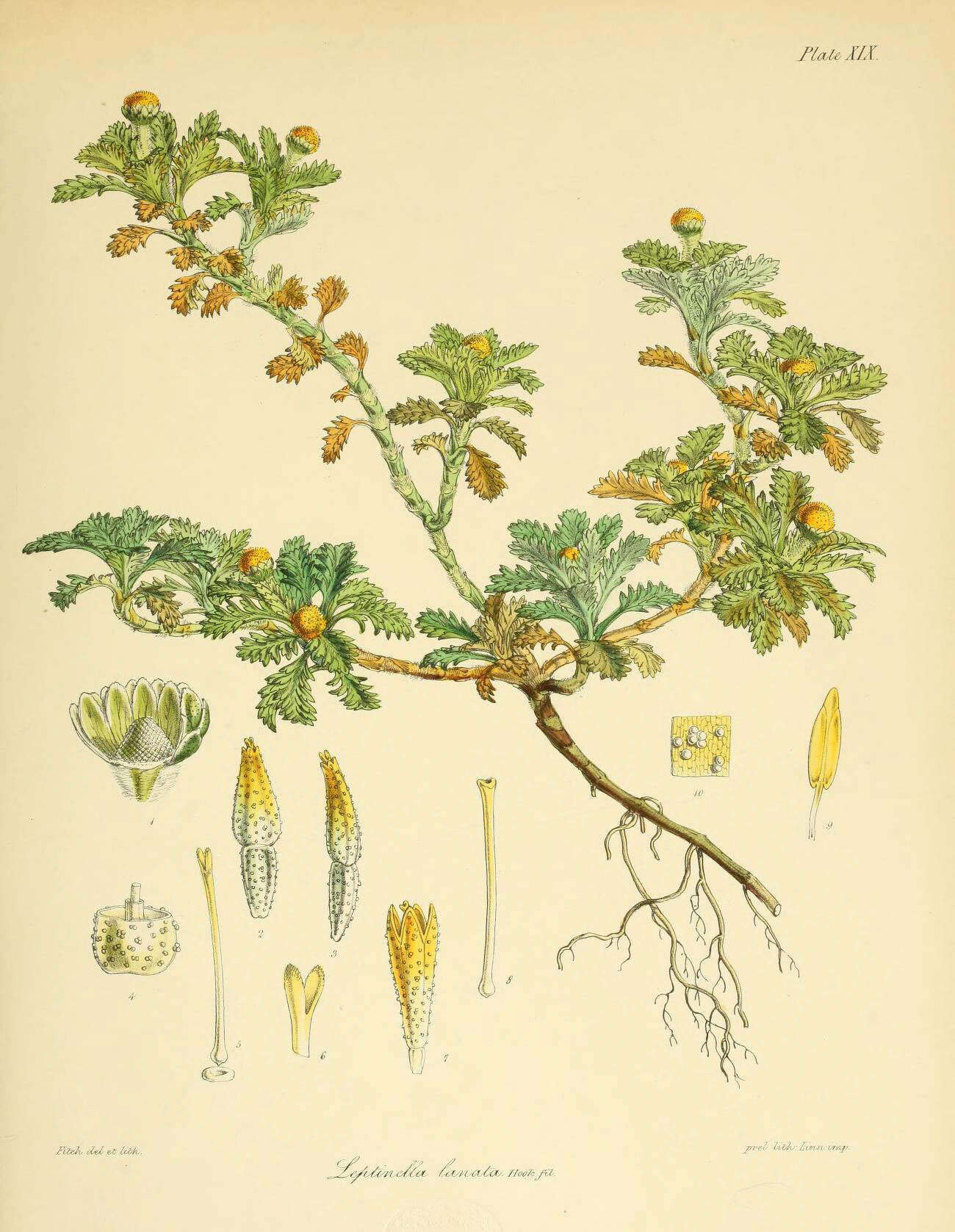 Image of Leptinella lanata Hook. fil.
