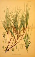 Dracophyllum longifolium (J. R. & G. Forst.) R. Br. resmi