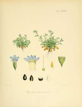 Image of Myosotis antarctica Hook. fil.