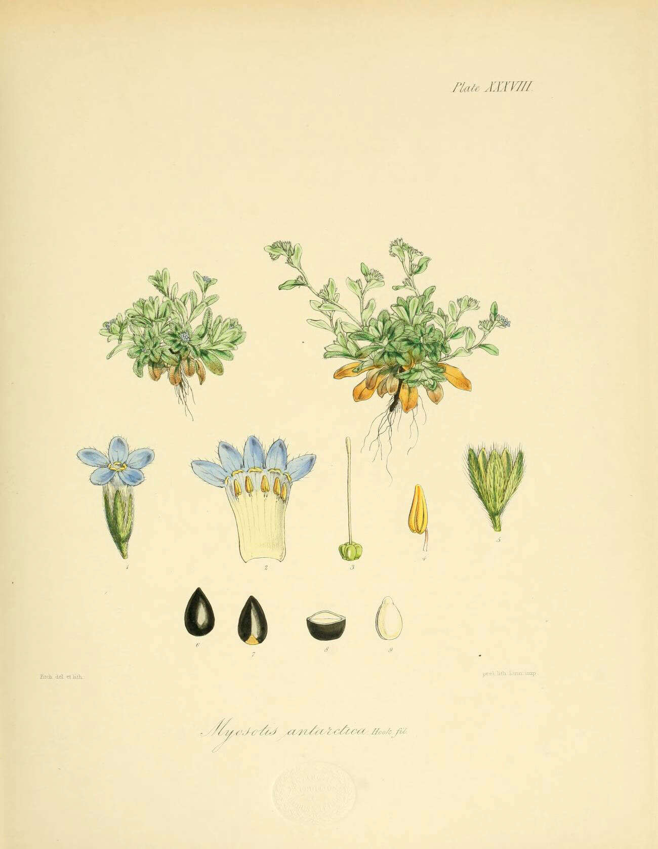 Sivun Myosotis antarctica Hook. fil. kuva