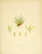 Image of Agrostis subulata Hook. fil.