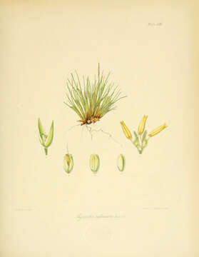 Image of Agrostis subulata Hook. fil.